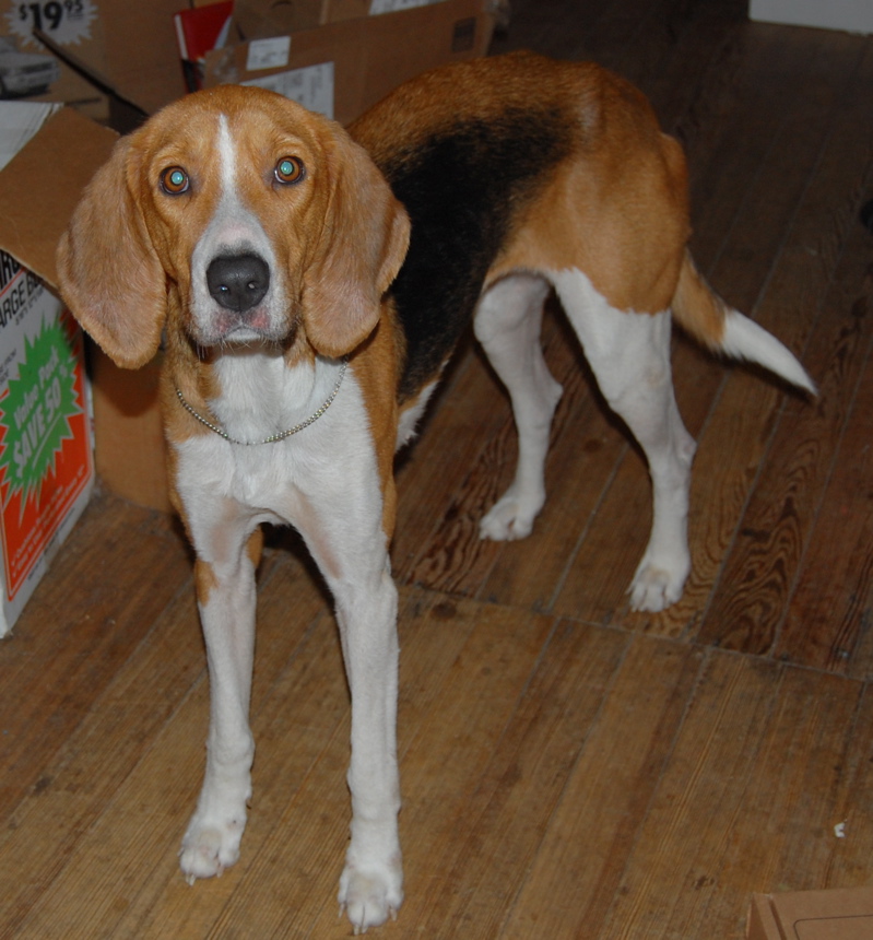 Macy- home after an 8 day walkabout