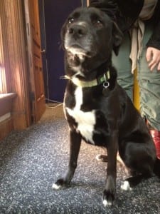 Akeeli, a black lab mix available for adoption at SICSA