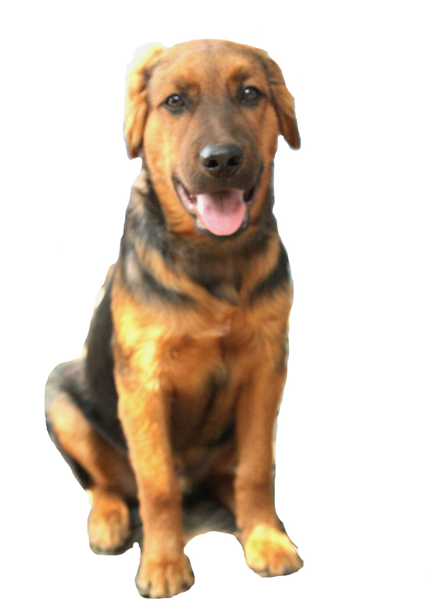 Dog found in Dayton's South Park Historic District