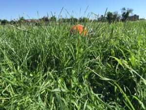 The city of Dayton can't cut their own grass.