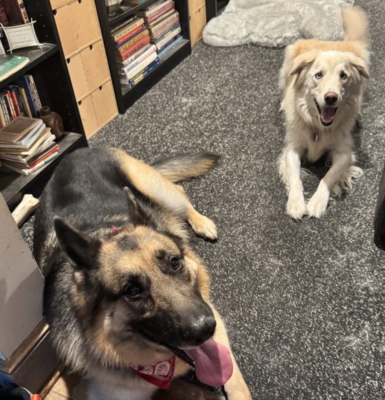 The veteran's dog and my dog. The two amigos.